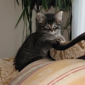 Meet your Posher, Rey